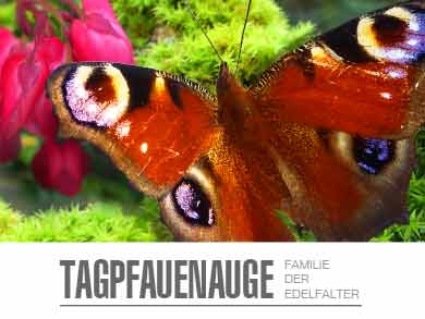 Beispiel für ein JPG